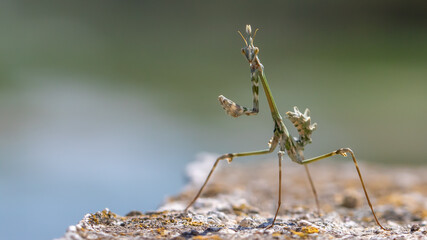 Conehead mantis - Empusa fasciata