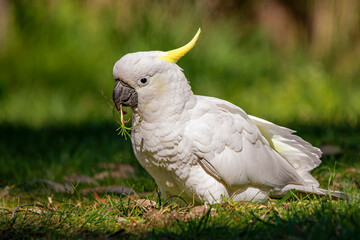 Sulphur-crested Cockatoo (Cacatua galerita) © Andrew