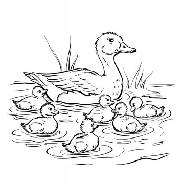 mother duck with ducklings in water clip art preview