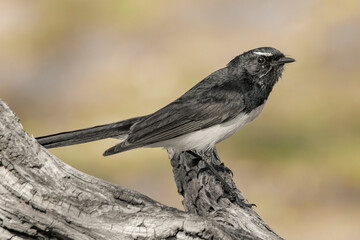 Willy Wagtail (Rhipidura leucophrys)