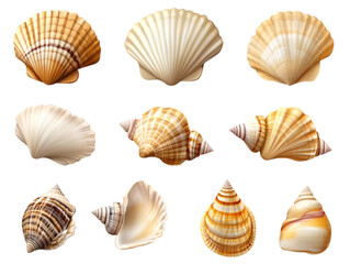 Shell Set, Each One Different, Vector Illustration, Isolated on White Background, Nature and Marine Life Concept

