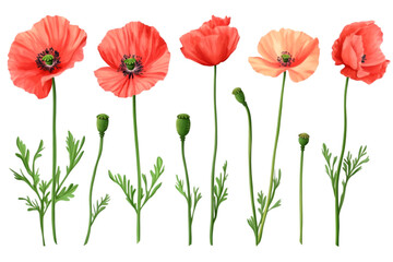 Obraz premium Set of Poppy Flowers, Aesthetic Vector Illustration, Isolated on White Background, Floral and Nature Design Concept