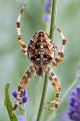 European garden spider (Araneus diadematus) in lavender bush