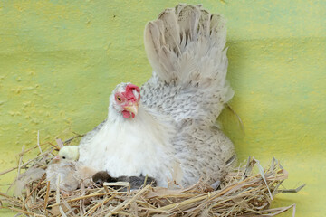 An adult hen is guarding her newly hatched chicks from predators. This poultry, which is usually consumed by humans, has the scientific name Gallus gallus domesticus.