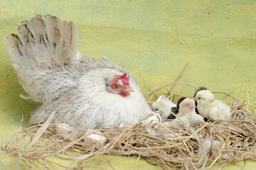 An adult hen is guarding her newly hatched chicks from predators. This poultry, which is usually consumed by humans, has the scientific name Gallus gallus domesticus.
