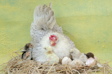An adult hen is guarding her newly hatched chicks from predators. This poultry, which is usually consumed by humans, has the scientific name Gallus gallus domesticus.