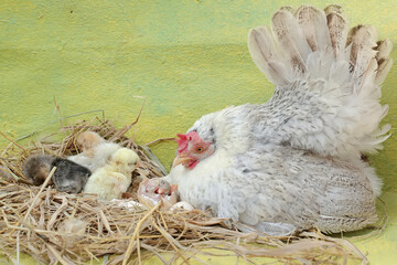 An adult hen is guarding her newly hatched chicks from predators. This poultry, which is usually consumed by humans, has the scientific name Gallus gallus domesticus.