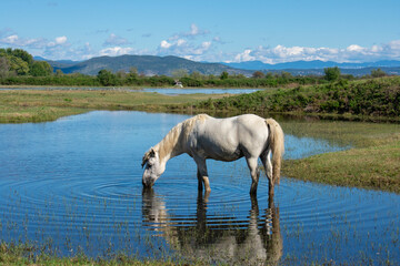 Cavallo Camargue nella Riserva Naturale Regionale della Foce dell'Isonzo, Isola della Cona
