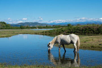 Cavallo Camargue nella Riserva Naturale Regionale della Foce dell'Isonzo, Isola della Cona  © Roberto Pighin