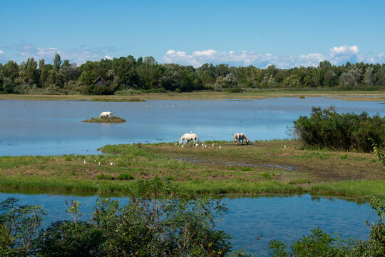 Riserva Naturale Regionale della Foce dell'Isonzo, Isola della Cona