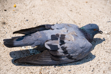 Pigeon on Ground Close-Up