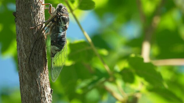A cicada sits on a tree at summer, closeup shot. Singing loudly to call the female. Intense buzzing of cicadas. Cicada Lyristes plebejus. Selective focus