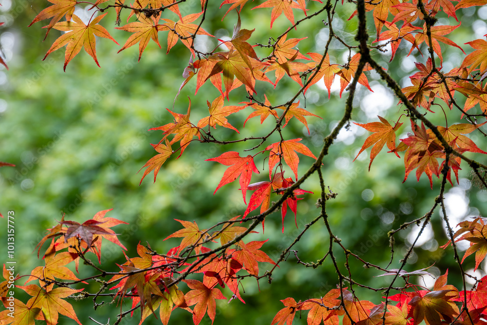 Wall mural red autumn leaves