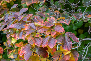 red and yellow leaves