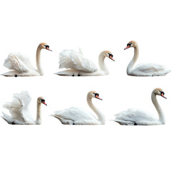 Obraz premium Six Swans in a Row Isolated On a White Background