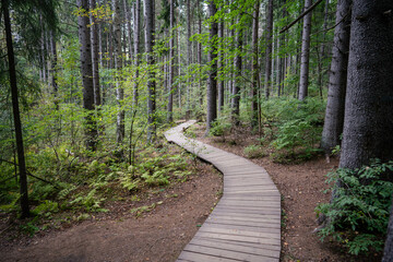 Ecological curve wooden pathway in national park through dark coniferous spruce forest. Natural eco trail through protected environment. Nature trail hike, tourism. Autumn season.