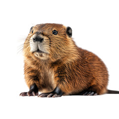 Fototapeta premium Close-up Portrait of a Cute Beaver Isolated On a White Background
