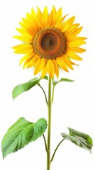 Naklejka premium Bright yellow sunflower, white background, 4K hyperrealistic photo
