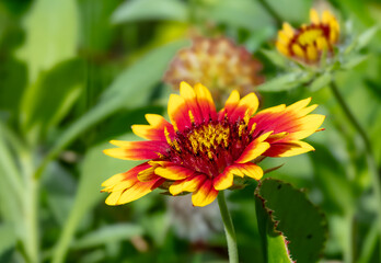 Fleur rouge orange la Gaillarde