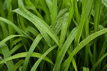 Close-Up of Dewy Green Grass Blades