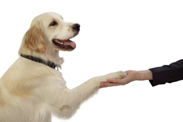 Golden Retriever Giving Paw to a Person on transparent Background