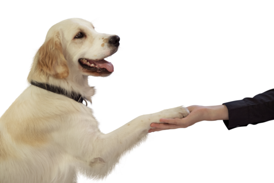 Golden Retriever Giving Paw to a Person on transparent Background