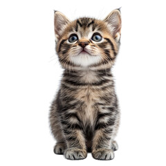 Obraz premium Adorable Kitten Looking Up Isolated On a White Background