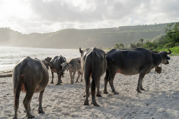 Water buffalo walking on Lombok beach at sunset, Indonesia © SATULAGI