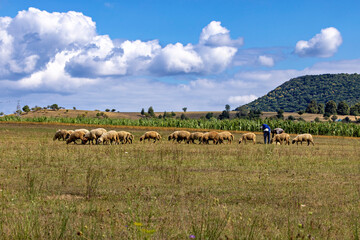 A Herdsman with his herd of sheep