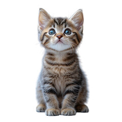 Adorable Kitten Looking Up Isolated On a White Background