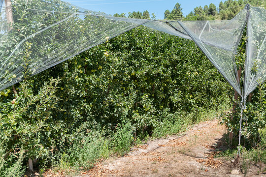 Cultivo de ma&ccedil;&atilde;s com tecnologia de prote&ccedil;&atilde;o, uma revolu&ccedil;&atilde;o na agricultura