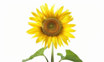 Obraz premium Bright yellow sunflower, white background, 4K hyperrealistic photo