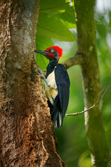 White-bellied woodpecker or Great black woodpecker - Dryocopus javensis is bird from evergreen forests in tropical Asia. Black bird with red head and white belly in green forest in Borneo