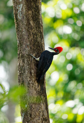 White-bellied woodpecker or Great black woodpecker - Dryocopus javensis is bird from evergreen forests in tropical Asia. Black bird with red head and white belly in green forest in Borneo