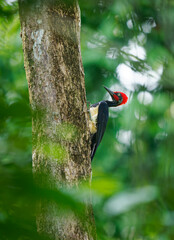 White-bellied woodpecker or Great black woodpecker - Dryocopus javensis is bird from evergreen forests in tropical Asia. Black bird with red head and white belly in green forest in Borneo