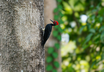 White-bellied woodpecker or Great black woodpecker - Dryocopus javensis is bird from evergreen forests in tropical Asia. Black bird with red head and white belly in green forest in Borneo