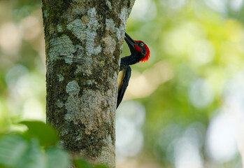 White-bellied woodpecker or Great black woodpecker - Dryocopus javensis is bird from evergreen forests in tropical Asia. Black bird with red head and white belly in green forest in Borneo
