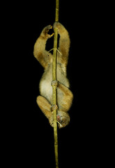 Philippine or Bornean Slow Loris - Nycticebus menagensis philippinus coucang is strepsirrhine primate native to the north and east of Borneo and in the Philippines. Nocturnal animal at night