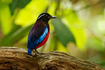 Black-crowned pitta Erythropitta ussheri also black-headed or black-and-crimson pitta, brightly...