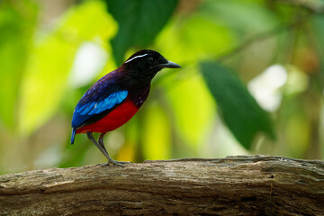 Black-crowned pitta Erythropitta ussheri also black-headed or black-and-crimson pitta, brightly coloured ground-dwelling bird endemic to Borneo, colorful birf in the green rainforest