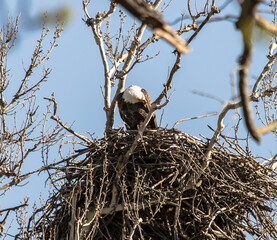 Americas majestic bird that represents the freedom we have in America, The Bald Eagle