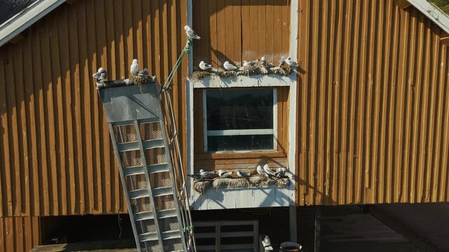Tind Lofoten islands Norway Aerial drone view