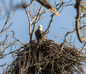 Americas majestic bird that represents the freedom we have in America, The Bald Eagle