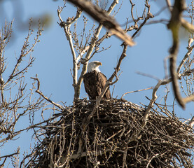 Americas majestic bird that represents the freedom we have in America, The Bald Eagle