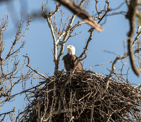 Americas majestic bird that represents the freedom we have in America, The Bald Eagle