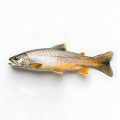 Obraz premium trout on a white background