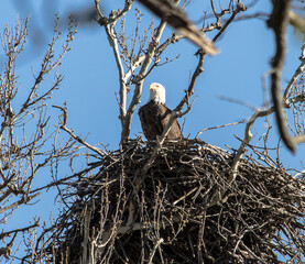 Americas majestic bird that represents the freedom we have in America, The Bald Eagle