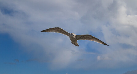 A seagull flies high in the sky.