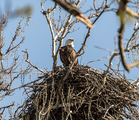 Americas majestic bird that represents the freedom we have in America, The Bald Eagle
