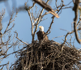 Americas majestic bird that represents the freedom we have in America, The Bald Eagle
